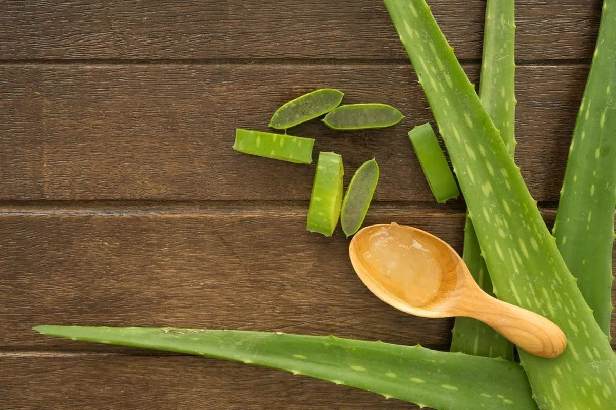 Cara Menyimpan Lidah Buaya agar Awet, Tetap Segar, Tidak Berlendir