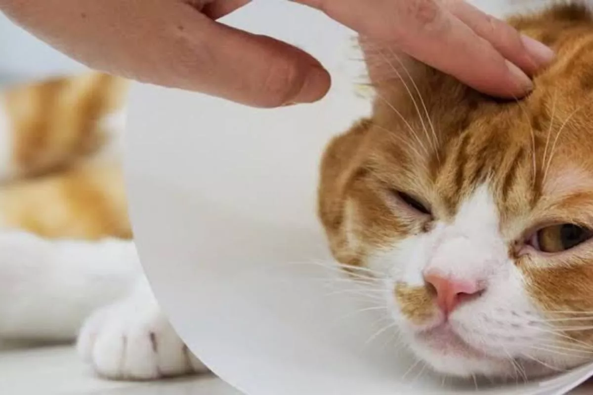 Tips Ampuh Menjaga Kesehatan Kucing Kesayangan di Rumah
