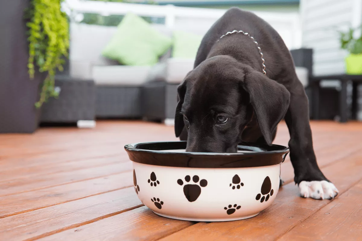 Aturan Porsi Dan Jadwal Makan Anak Anjing Usia 2-6 Bulan