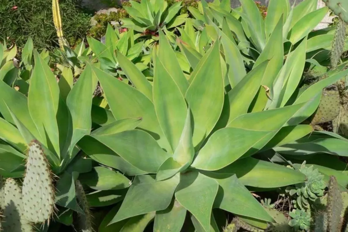 Rumah Tampak Mewah? Ini 12 Tanaman Hias Daun Untuk Outdoor Paling Tangguh!