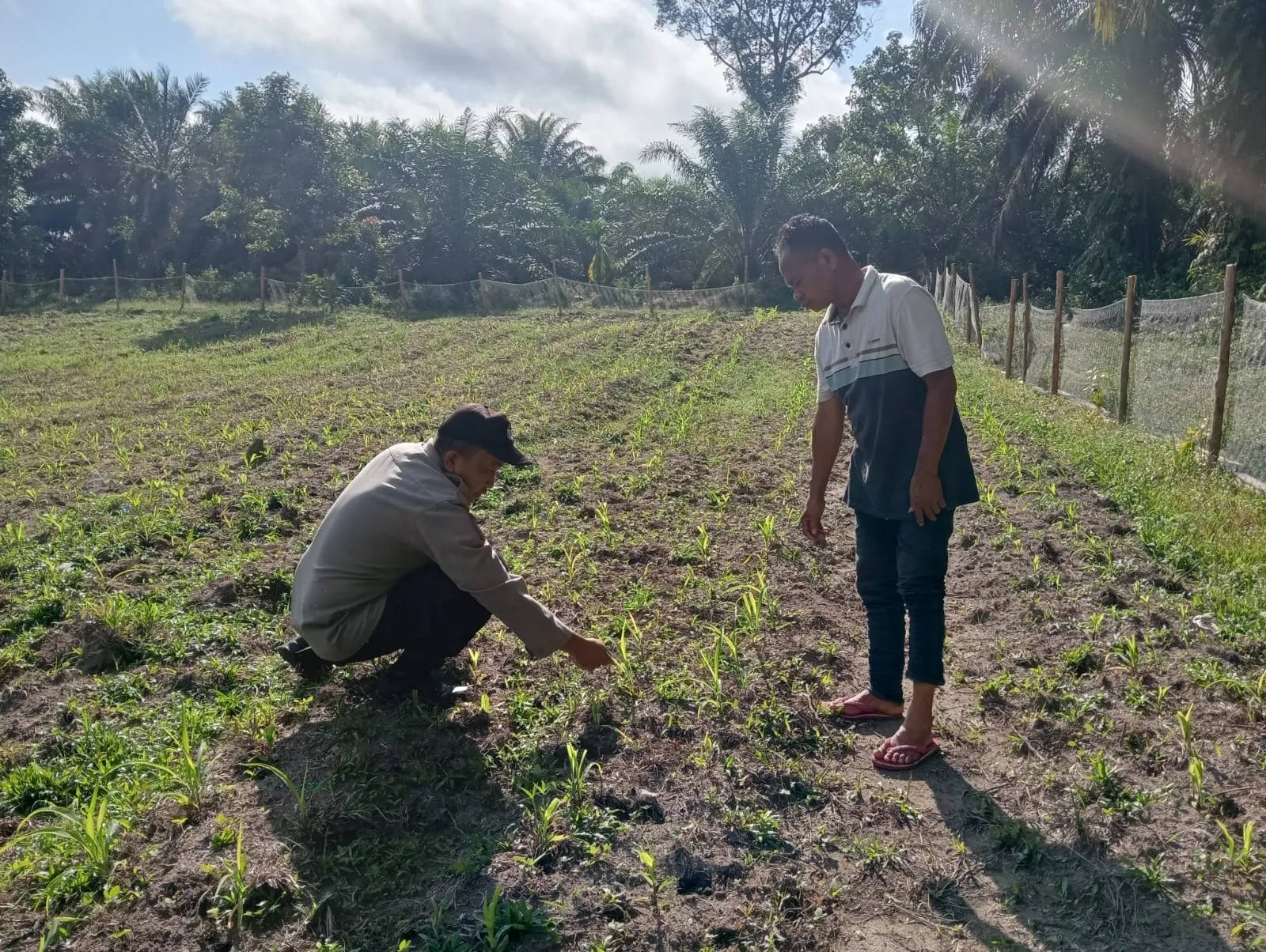 Pengecekan Tanaman Jagung Pipil di Lahan Ketahanan Pangan Polsek LTD Dukung Swasembada Pangan 2026