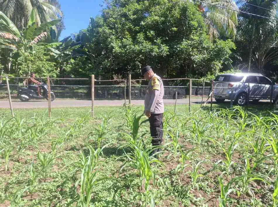 Polsek Hulu Kuantan Cek Perkembangan Tanaman Jagung,  Ketahanan Pangan di Desa Sungai Alah