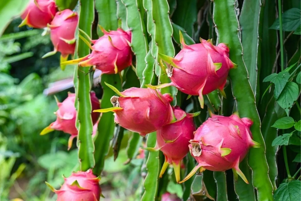 Jenis Pupuk Perangsang Buah Naga Agar Cepat Berbunga dan Lebat