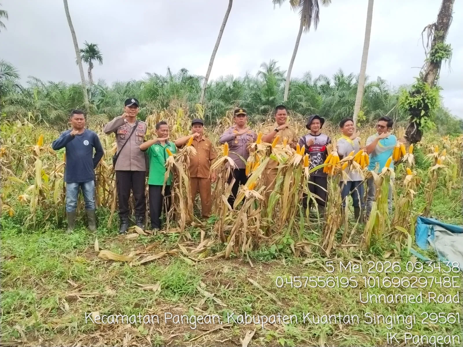 Polsek Pangean Hadiri Panen Jagung Pipil, Dukung Ketahanan Pangan di Desa Tanah Bekali