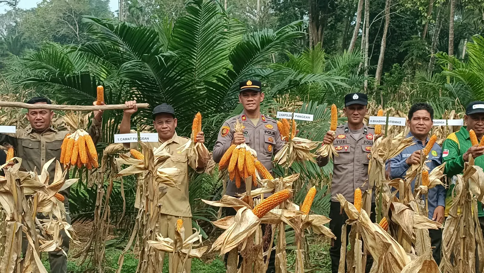 Panen 2 Ton Jagung, Polsek Pangean Dorong Ketahanan Pangan Desa