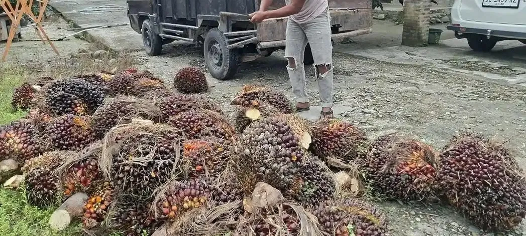 Sesuaikan Harga TBS Kelapa Sawit Dengan Data dan Fakta