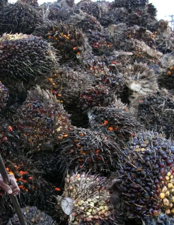 Berikut Fakta Harga TBS Di Ram dan Tengkulak,Lagi Lagi Butuh Solusi