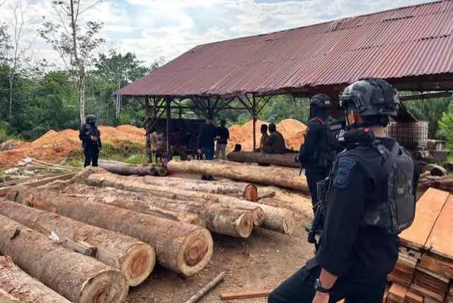 Sempat Jadi DPO, Wanita Pemodal Sawmill Ilegal Ditangkap Ditreskrimsus Polda Riau