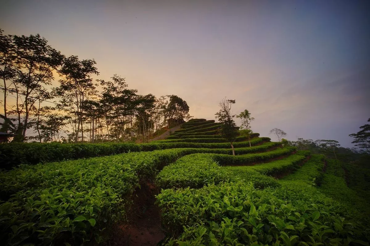 Spot Syahdu di Kulon Progo dengan Pemandangan Sawah dan Perbukitan Menoreh