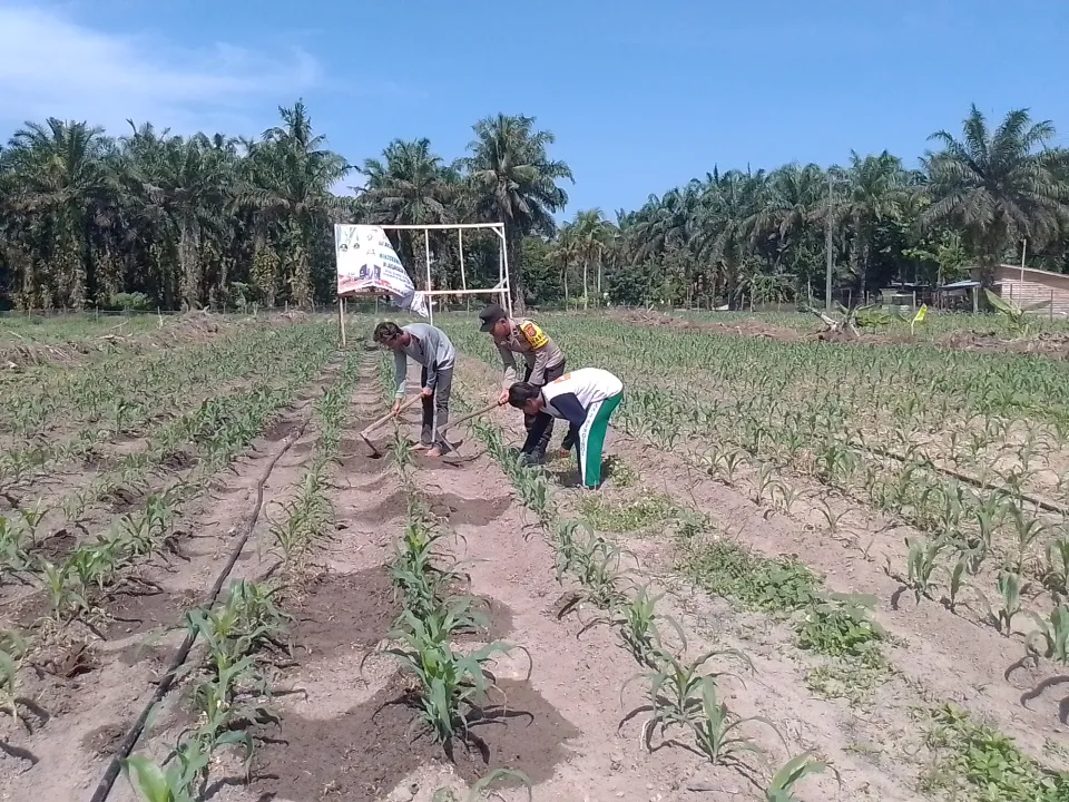 Polsek Singingi Cek Perkembangan Jagung Pipil, Dukung Program Swasembada Pangan 2026