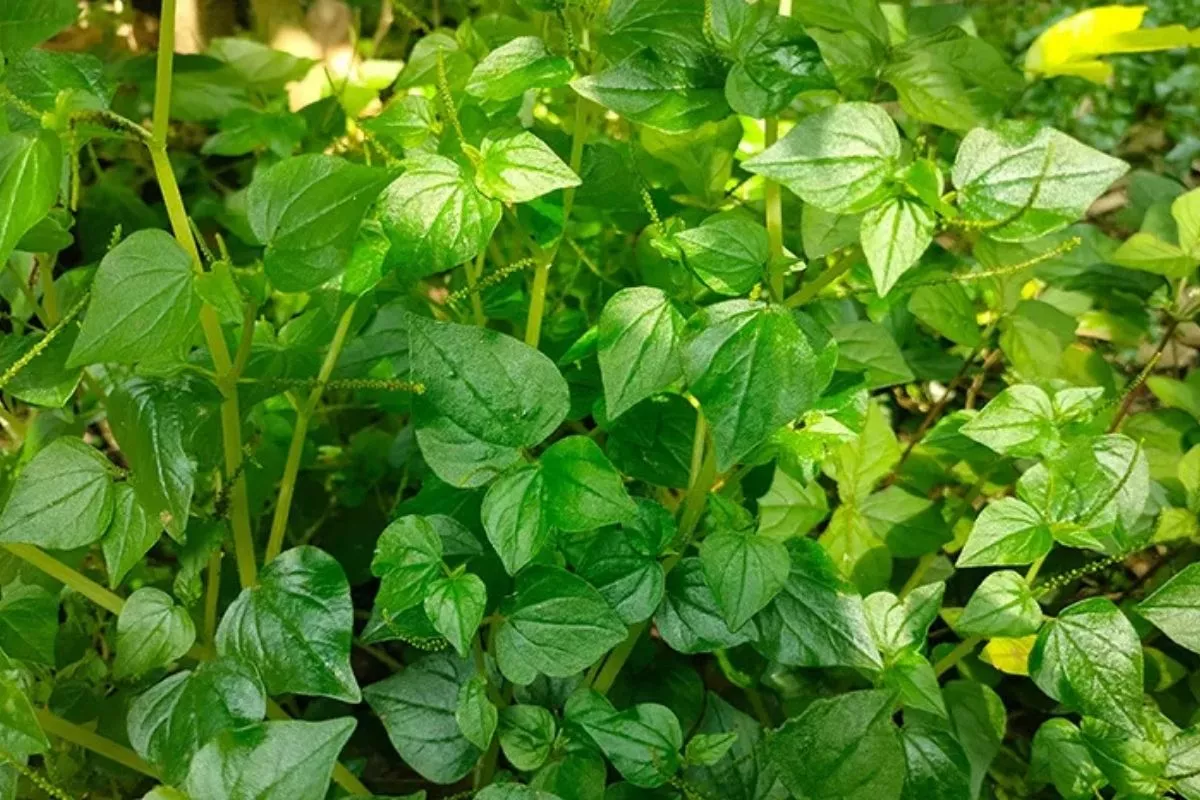 Cara Mengeringkan Daun Sirih Cina Tradisional yang Benar dan Awet
