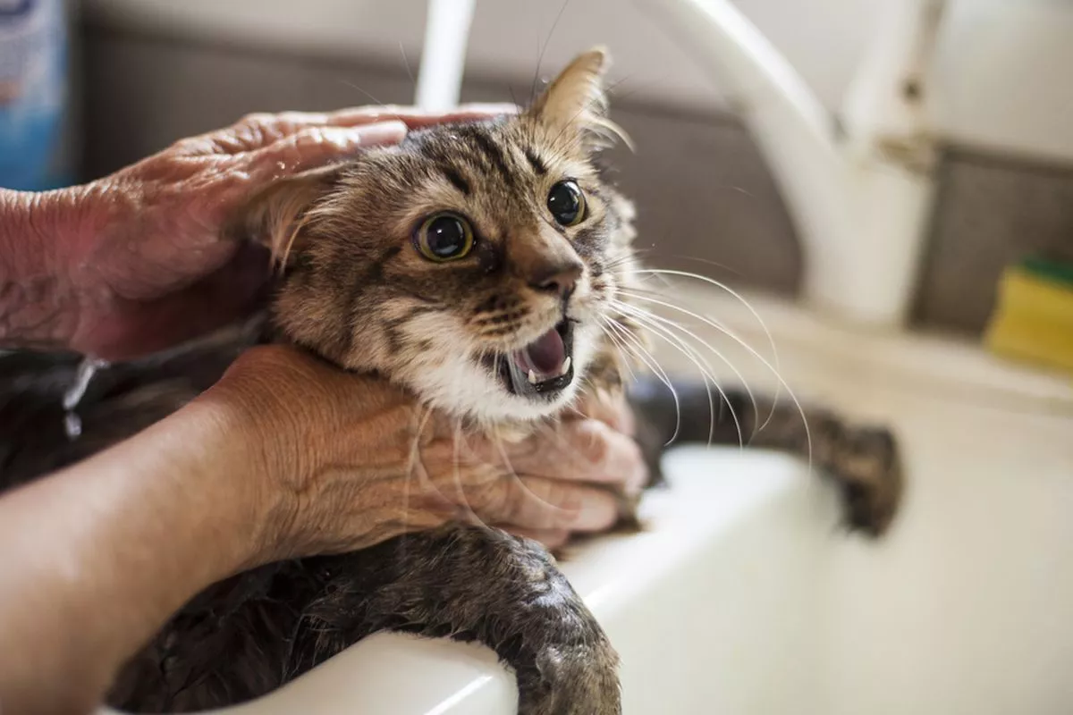 Cara Mandikan Kucing Sendiri di Rumah Tanpa Dicakar