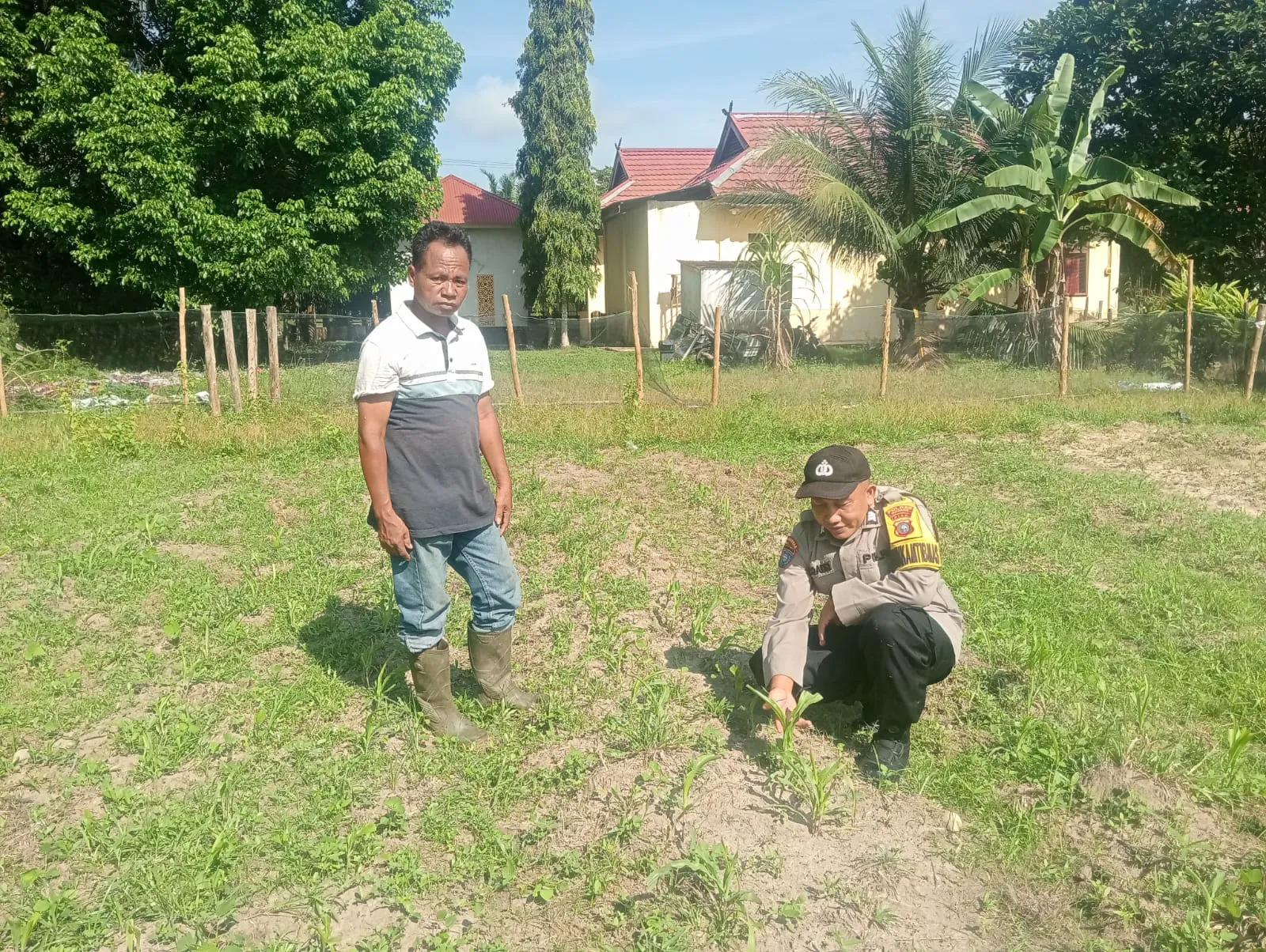 Polsek Logas Tanah Darat Cek Perkembangan Jagung Ketahanan Pangan, Dukung Program Swasembada Pangan Nasional