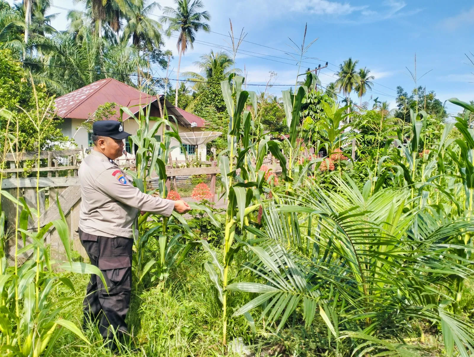 Pengecekan Tanaman Jagung Dukung Program Swasembada Pangan 2026 di Desa Tanjung Berjalan Lancar