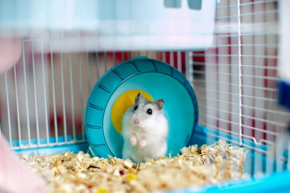 Panduan Lengkap Cara Merawat Hamster Agar Aktif, Sehat, dan Bebas Stres