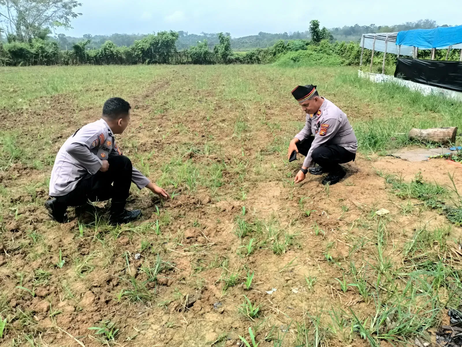 Polsek Kuantan Mudik Dukung Swasembada Pangan 2026, Cek Perkembangan Jagung Pipil di Gunung Toar