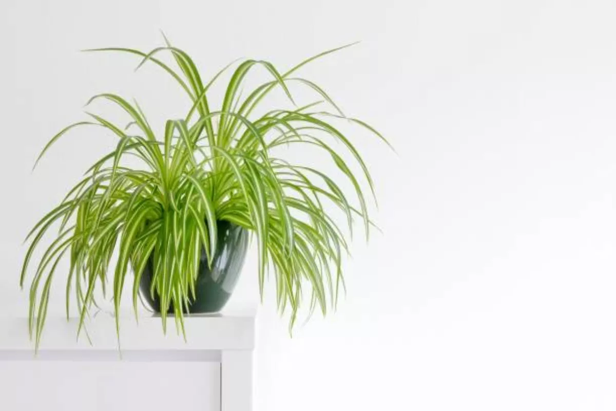Ketahui 6 Ciri Anakan Spider Plant yang Siap Dipisah dari Induknya
