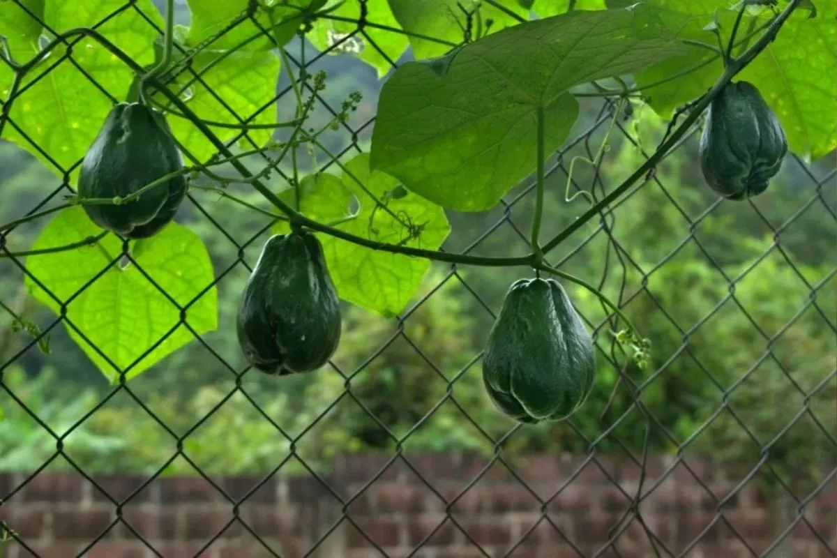 Panduan Cara Menanam Labu Siam di Pot atau Polybag untuk Pemula