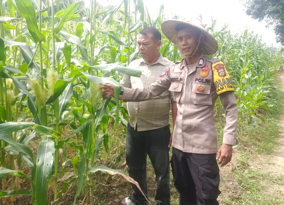 Polsek Kuantan Hilir Cek Tanaman Jagung Dukung Swasembada Pangan 2026
