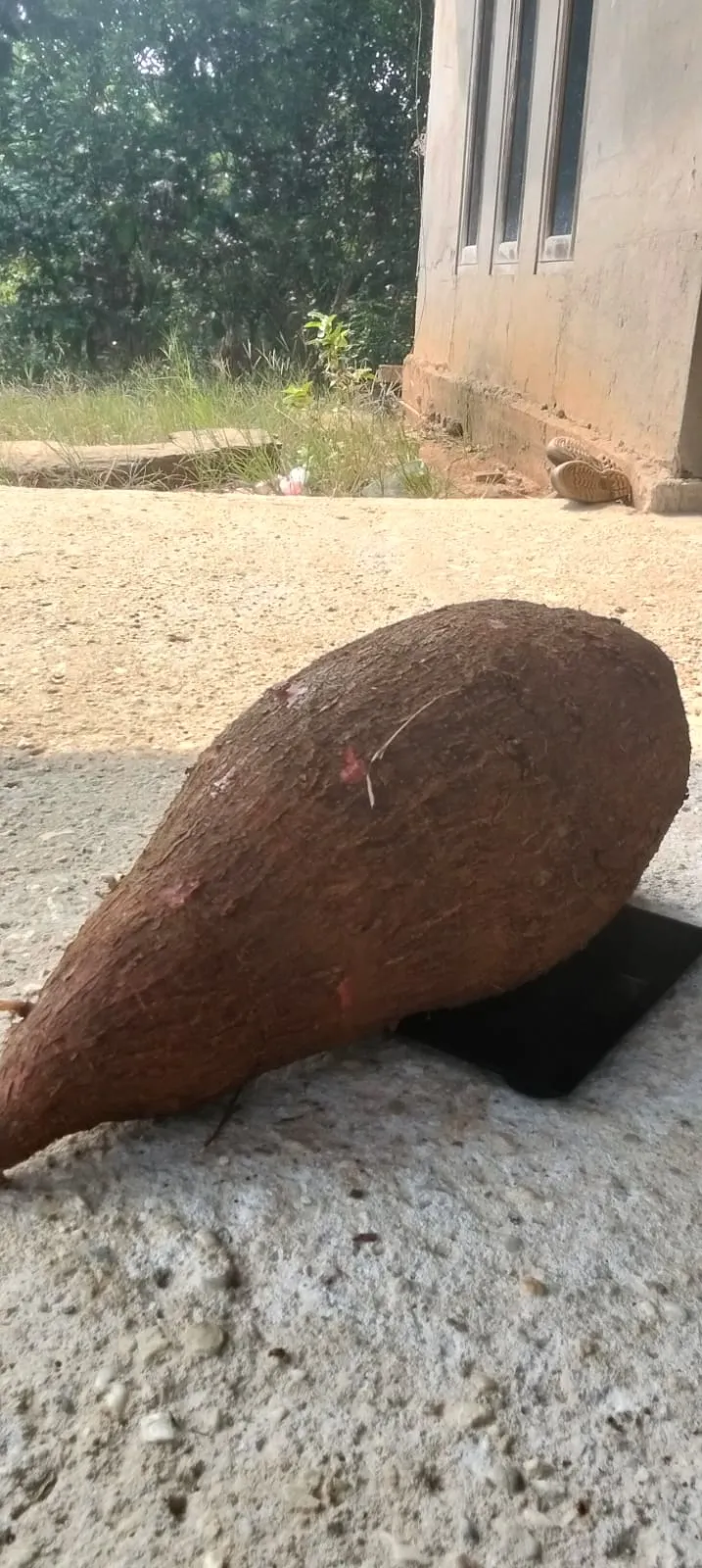 Ubi Kayu Masih Mampu Tumbuh Subur Di Riau Hingga Bobot 15 Kilogram