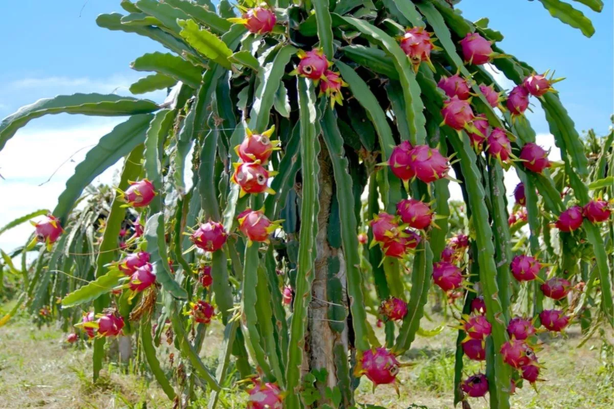 Panduan Lengkap Cara Menanam Buah Naga Agar Cepat Berbuah