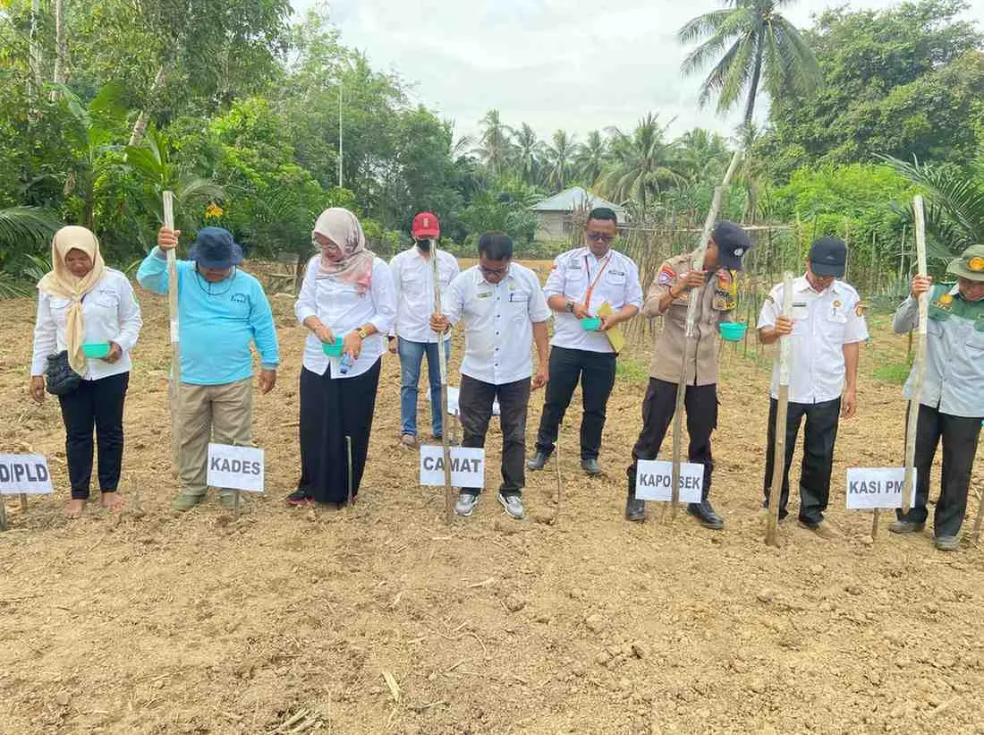 Polres Kuantan Singingi Dorong Ketahanan Pangan, Lahan Desa Pulau Kijang Disulap Jadi Kebun Jagung Pipil Produktif