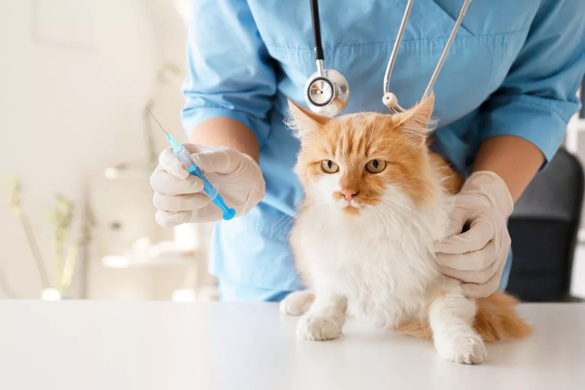 Jadwal Vaksin Kucing Pemula Jenis Biaya Efek Samping