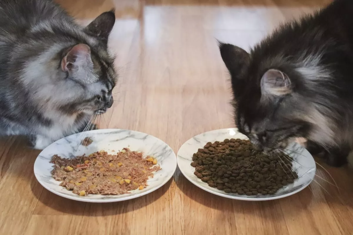 Makanan Kucing Kering vs Basah Mana yang Lebih Baik Anakan