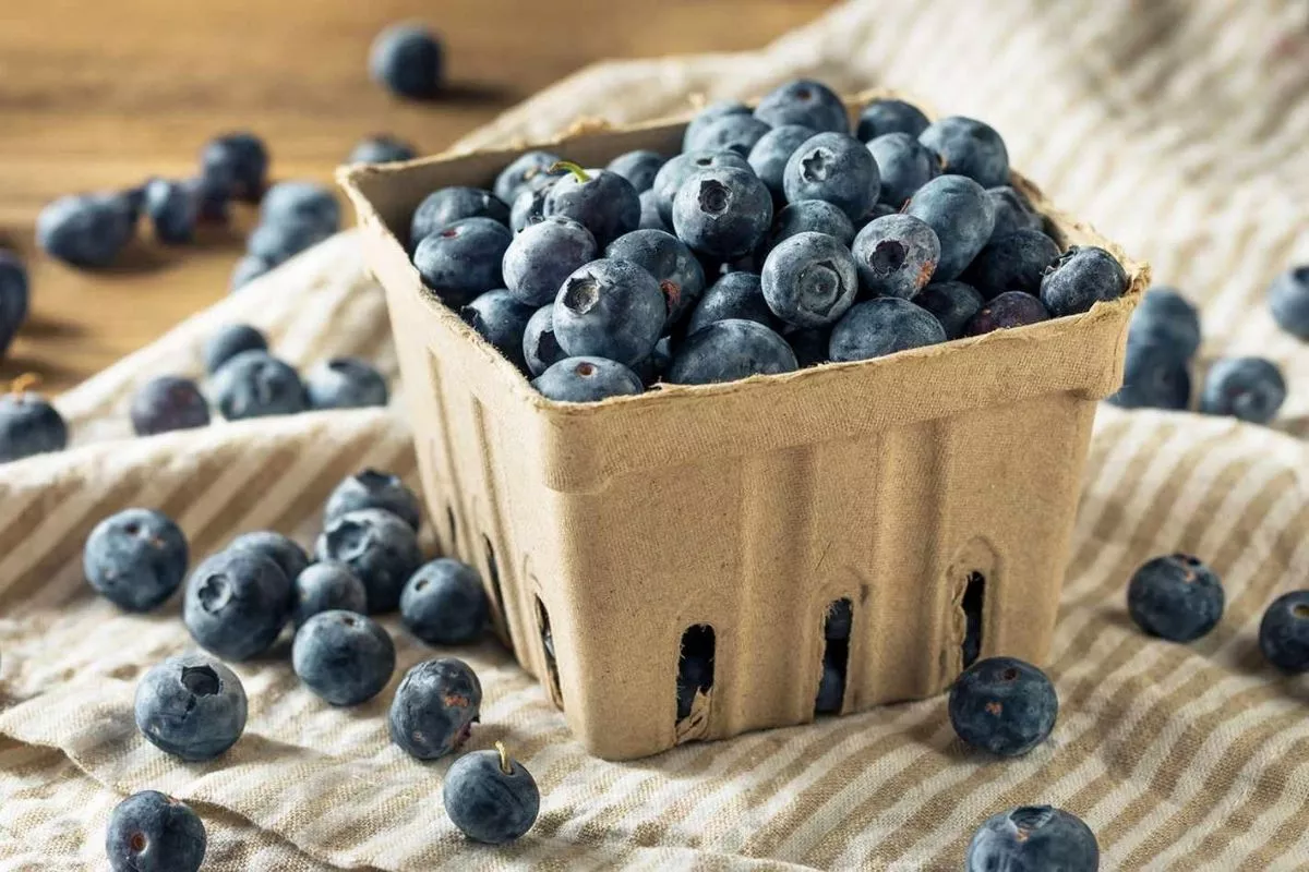 10 Ciri-ciri Blueberry yang Sudah Rusak dan Bahayanya Bagi Tubuh