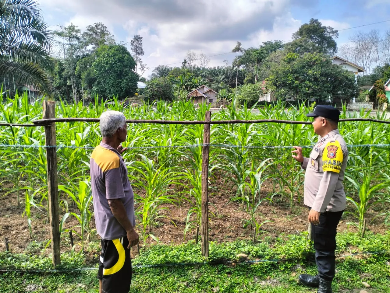 Kapolres Kuansing Pantau Perkembangan Tanaman Jagung di Hulu Kuantan, Perkuat Dukungan Swasembada Pangan 2026