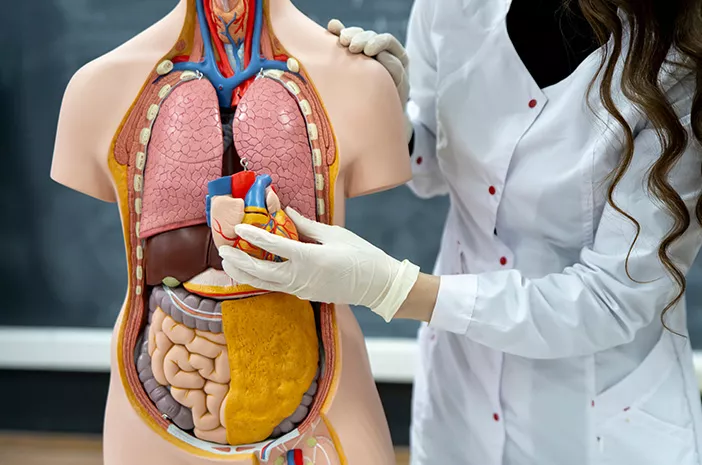 Cara Menjaga Organ Tubuh Tetap Optimal Sesuai Ritme Alami