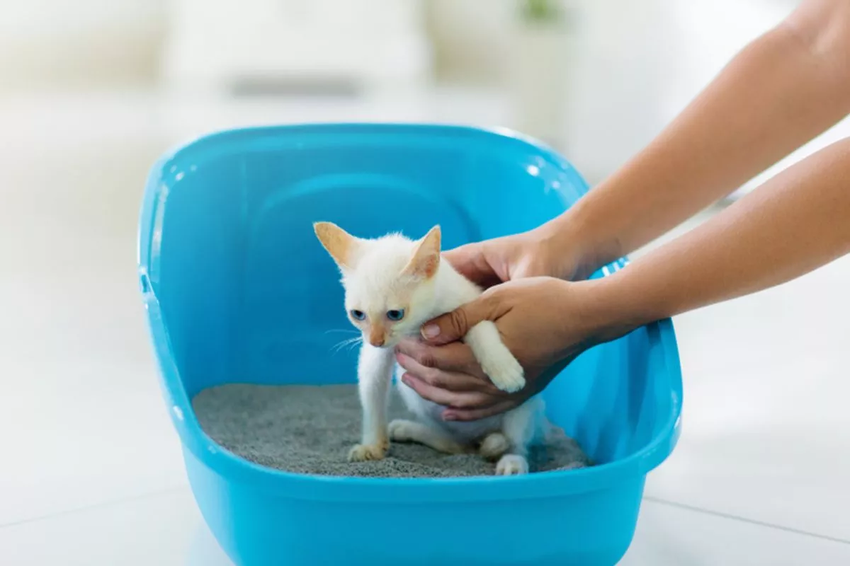 Cara Melatih Kucing Potty Training Sejak Dini Paling Efektif