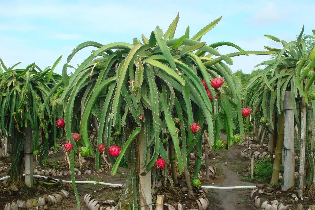 Panduan Membuat Tiang Panjatan Buah Naga yang Kokoh dan Efektif