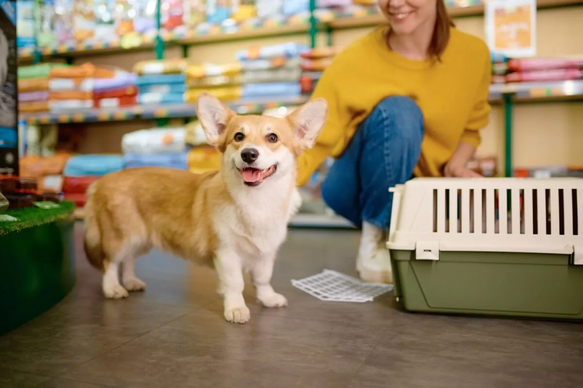 Rincian Modal Awal Usaha Pet Shop Sederhana di Bawah Rp10 Juta