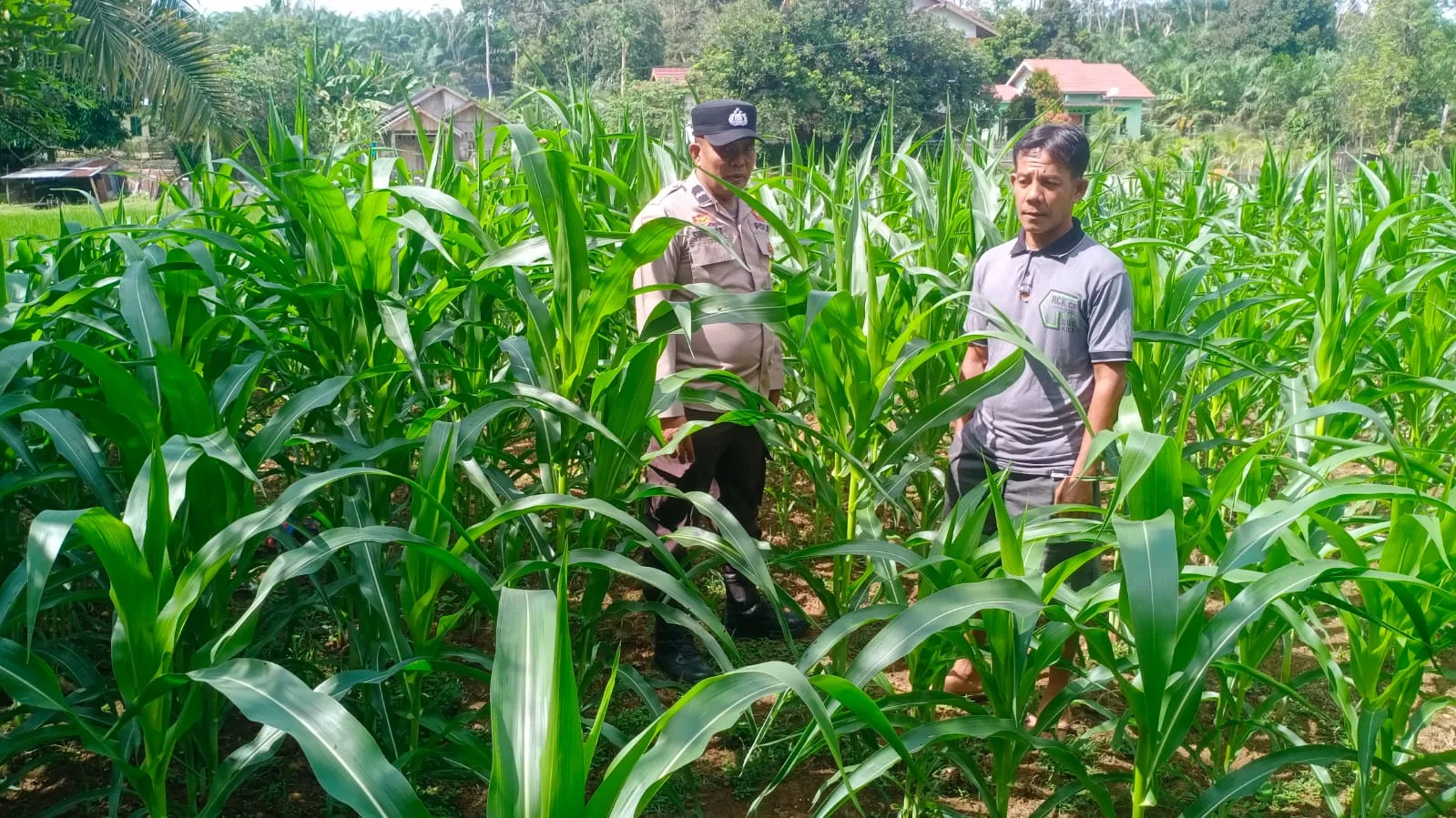 Polsek Hulu Kuantan Cek Tanaman Jagung di Desa Sungai Alah, Dukung Swasembada Pangan 2026