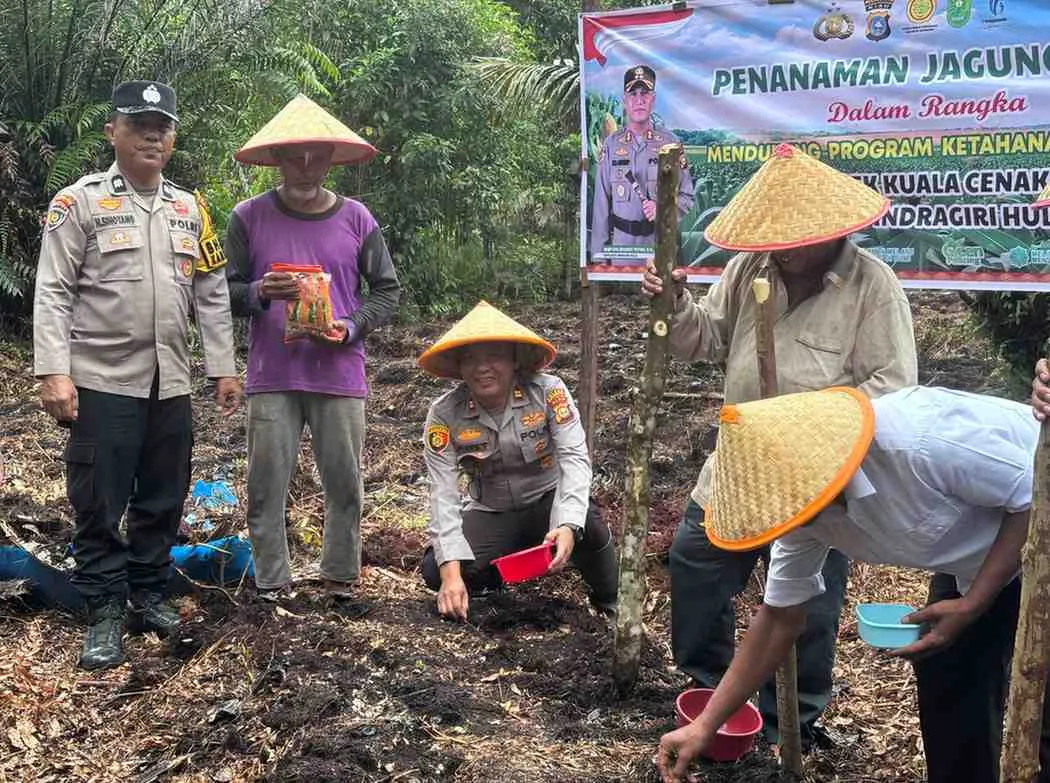 Jagung Pipil Itu Ditanam,Terima Kasih Berhamburan