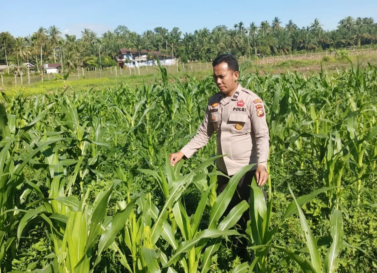 Polsek Kuantan Mudik Cek Perkembangan Tanaman Jagung Pipil Dukung Swasembada Pangan 2026
