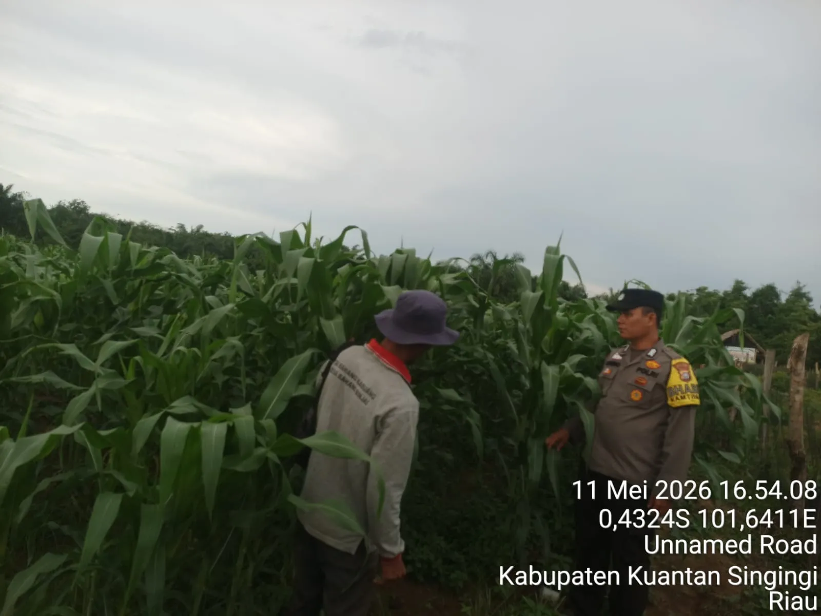 Bhabinkamtibmas Desa Rawang Binjai Lakukan Pengecekan Tanaman Jagung Dukung Swasembada Pangan 2026