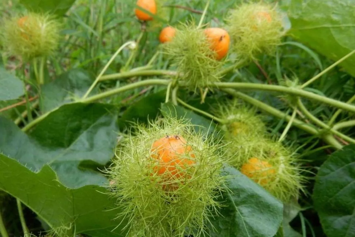 Mengenal Buah Rambusa: 6 Manfaat dan Kandungan Nutrisinya
