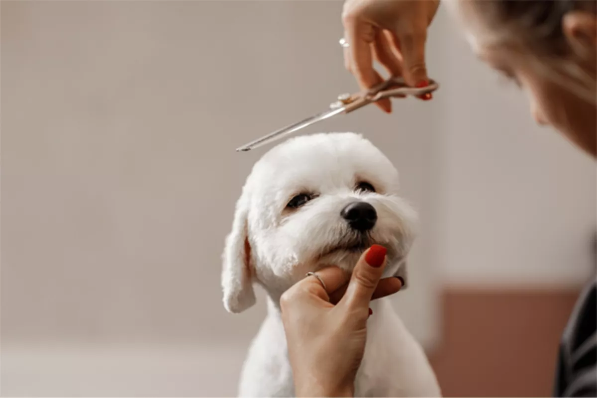 Cara Menambahkan Layanan Pet Grooming Modal Minim Di Toko