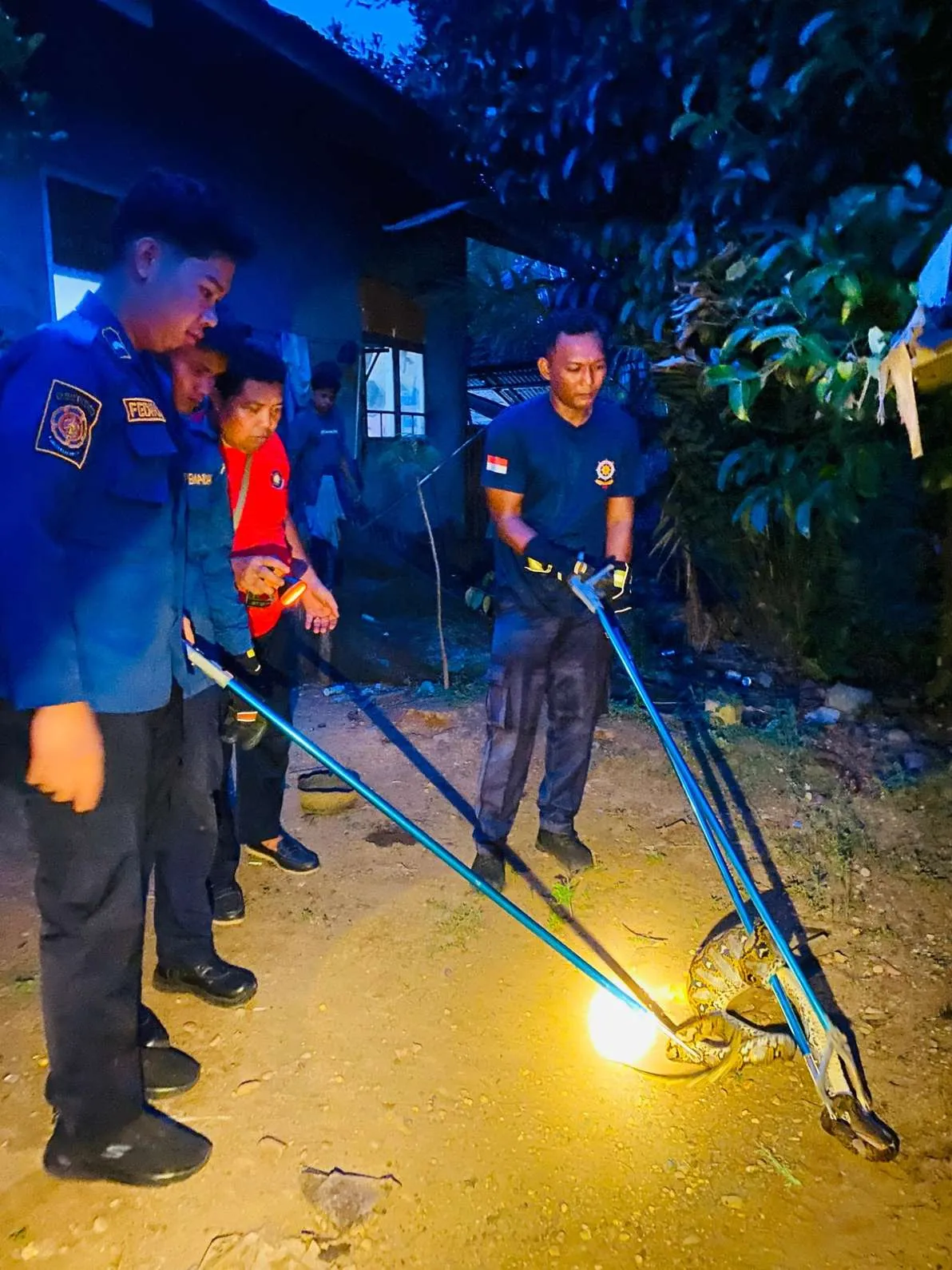 Evakuasi Ular di Rumah Warga Sitorajo Kari Berlangsung Aman