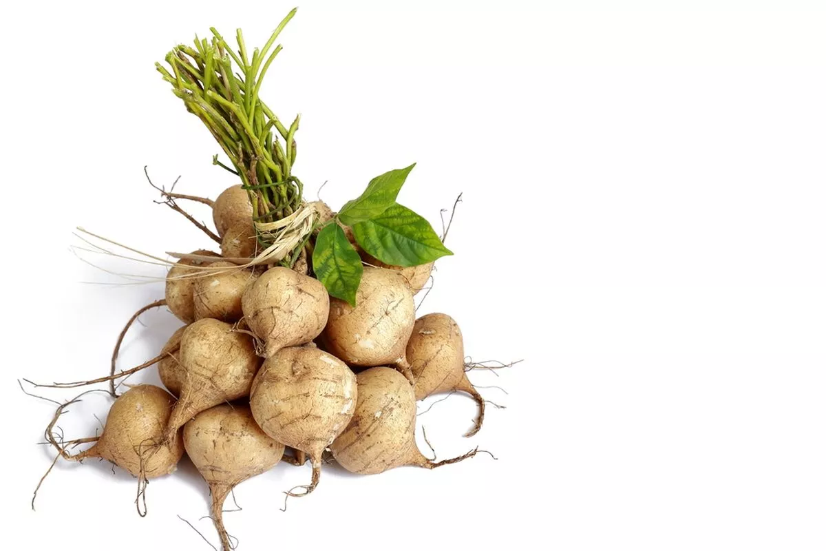 Manfaat Bengkuang untuk Pencernaan: Peran Inulin Prebiotik Alami