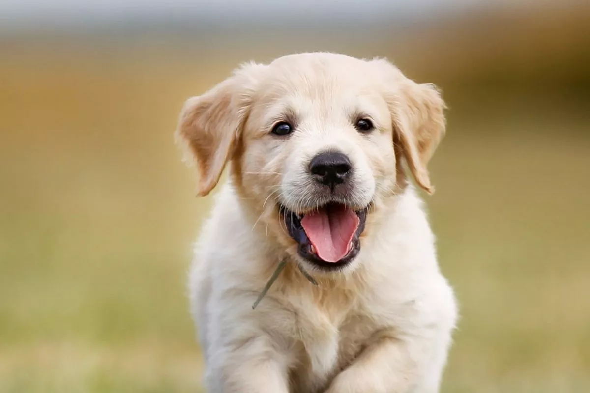 Panduan Lengkap Cara Merawat Anjing agar Tetap Sehat, Aktif, dan Bahagia