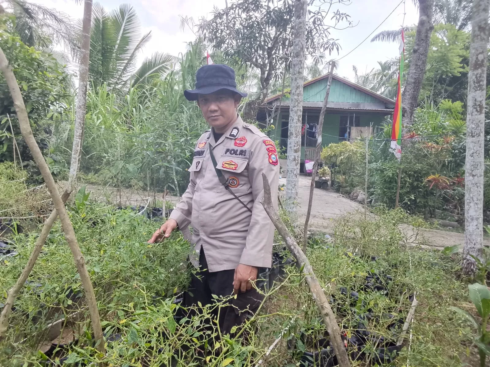 Polsek KSKP Tembilahan Sulap Lahan Kosong Jadi Kebun Cabai Rawit