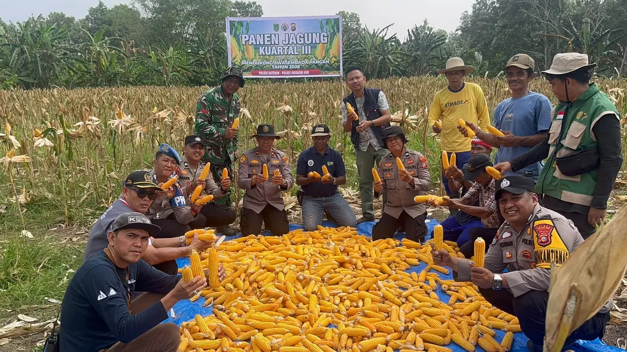 Dari Ladang di Pelosok Kateman, Polri dan Petani Panen 2 Ton Jagung untuk Ketahanan Pangan