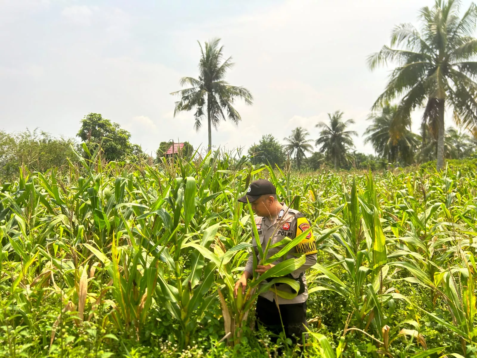 Dukung Ketahanan Pangan, Bhabinkamtibmas Cek Lahan Jagung Warga Pulau Palas