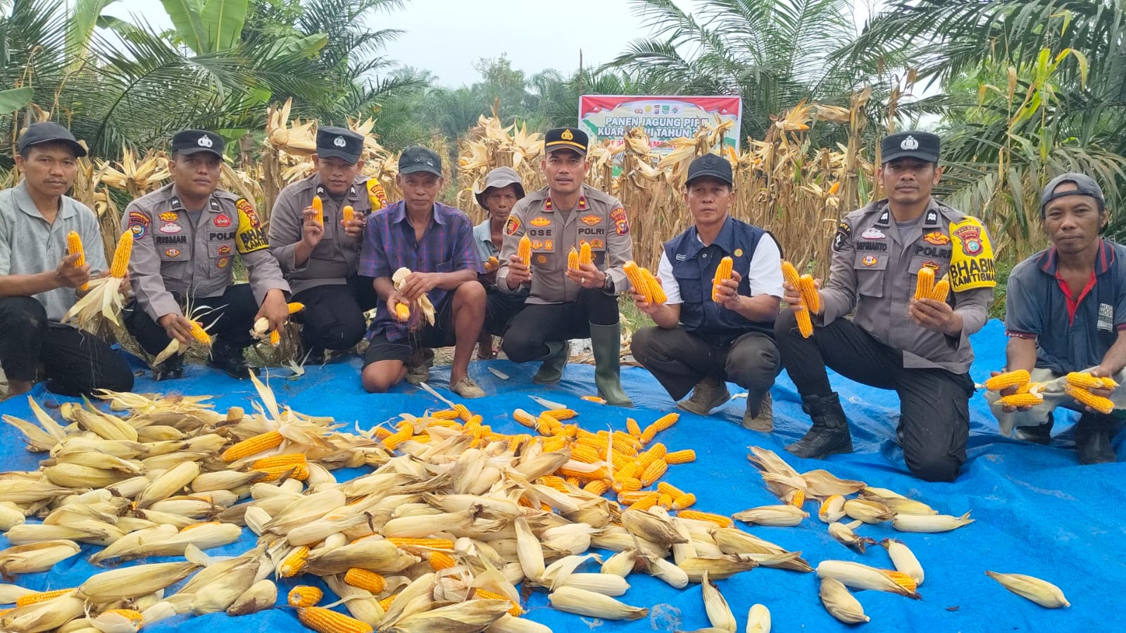Sinergi Polri dan Petani, Panen Raya Jagung Varietas Pioner 32 di Rambah Samo Hasilkan 1 Ton