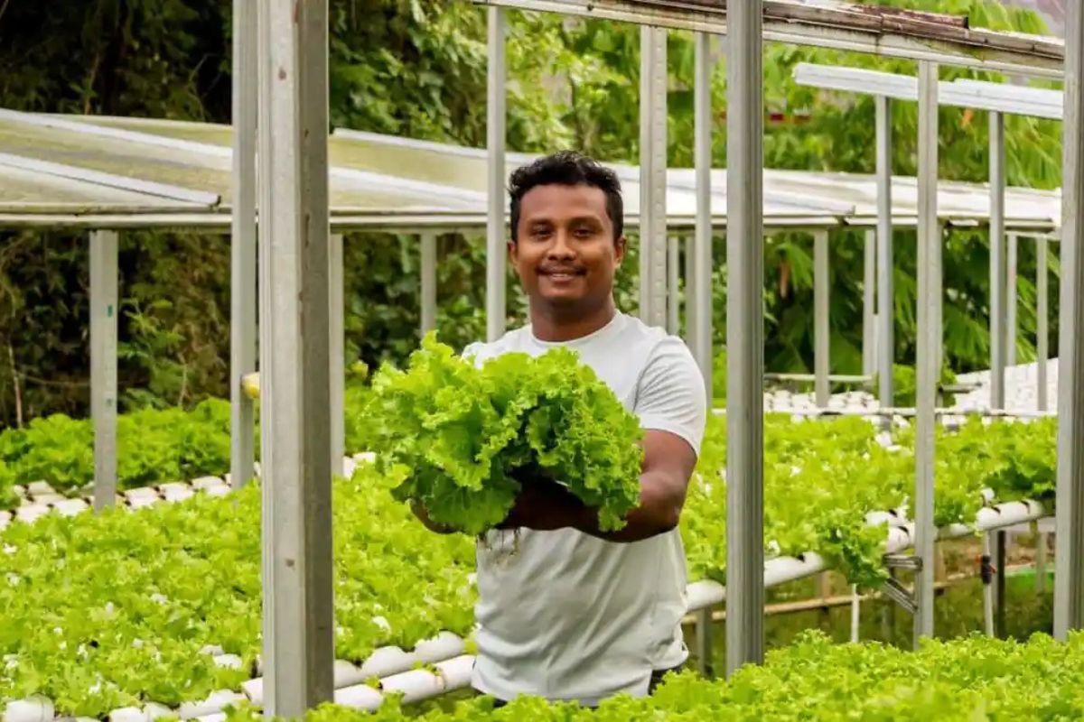 Kisah Wil: Lepas Status ASN Demi Fokus Bisnis Hidroponik