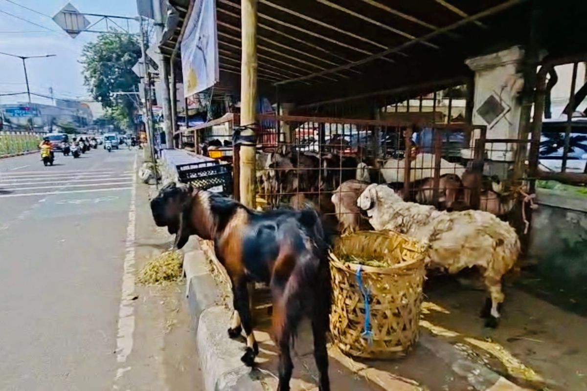 Pramono Larang Lapak Hewan Kurban di Trotoar Jakarta