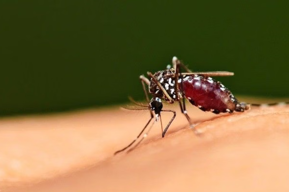 Jejak Kelam Pangandaran 1934: Wabah Malaria Lumpuhkan Wisata